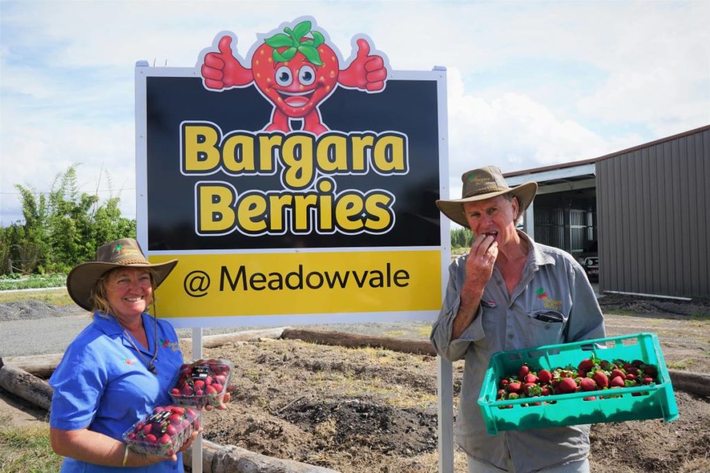 Bargara Berries Meadowvale