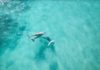 dolphins nielson beach