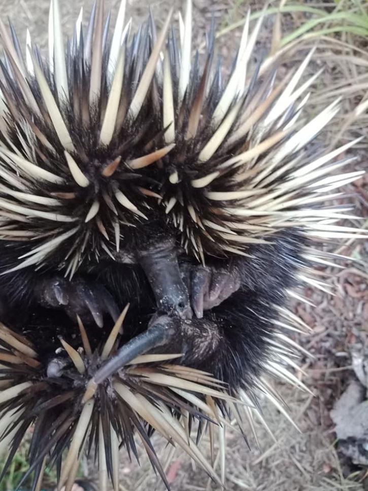 Echidna