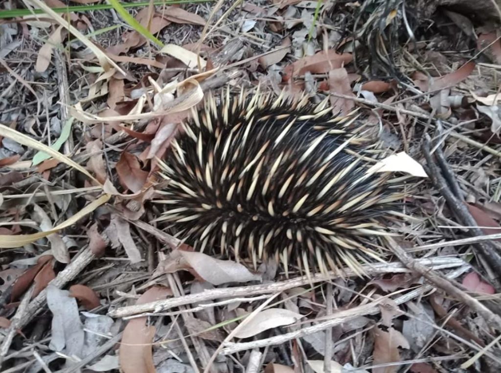 Echidna