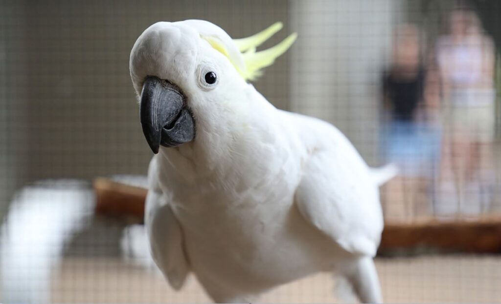 sulphar-crested cockatoos