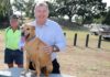 dog agility equipment