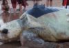 Merlie the loggerhead turtle