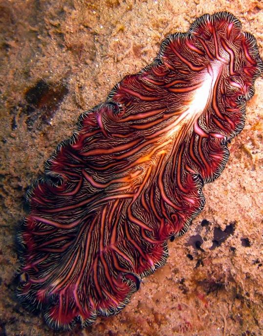 Persian carpet flatworm