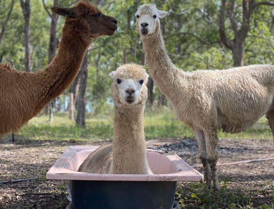 Picnic with a Paca