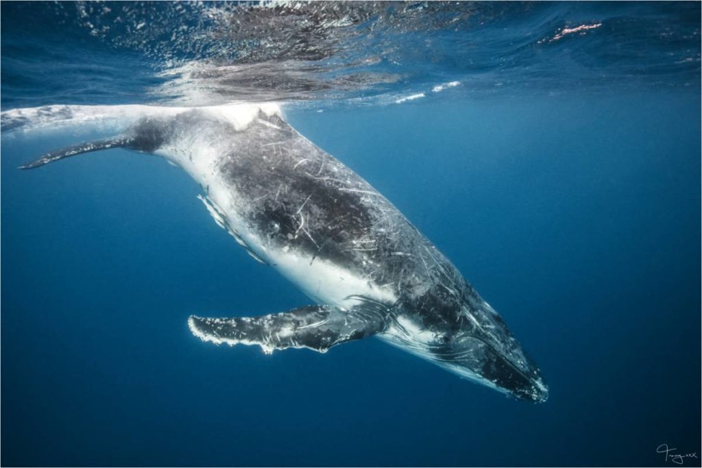 whale watching Bundaberg economy