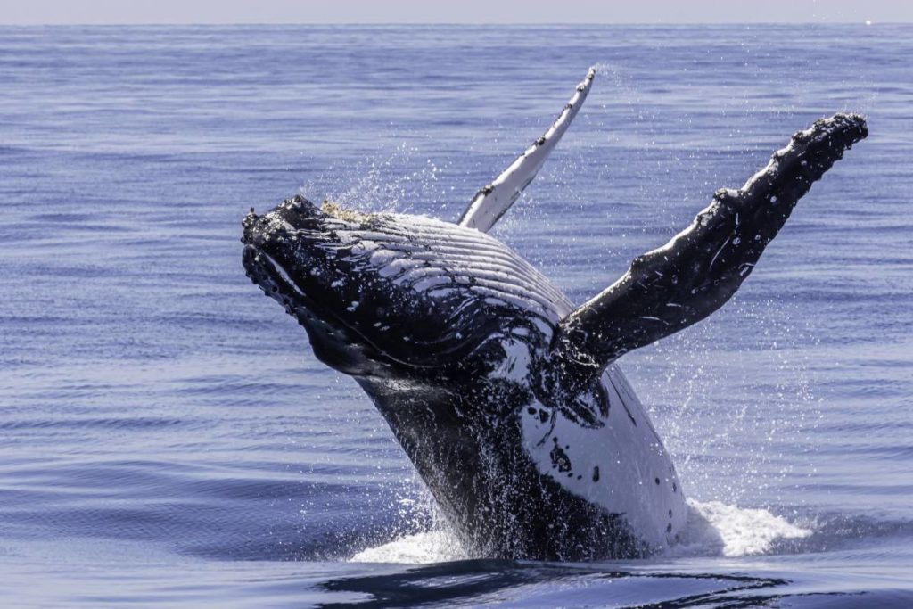 whale watching Bundaberg economy