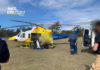 Wallaby collision