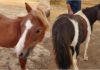 miniature horses
