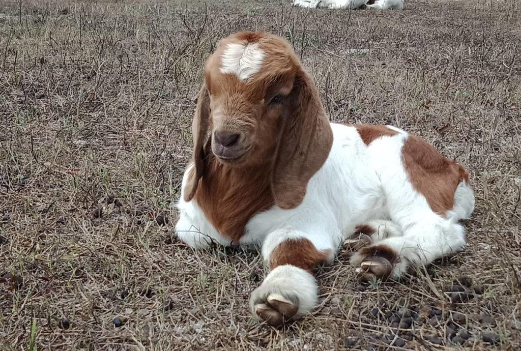 goat meat Buckridge Goats