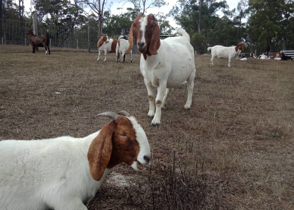 goat meat Buckridge Goats