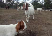 goat meat Buckridge Goats