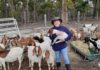 goat meat Buckridge Goats