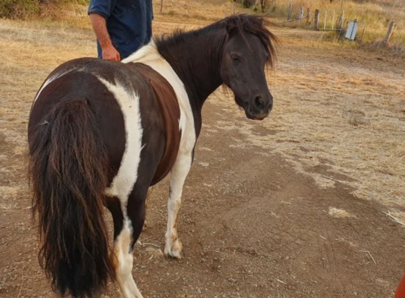 miniature horses