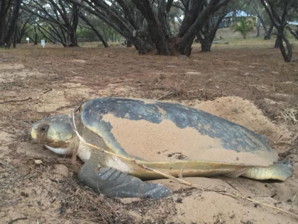 Sea Turtle Alliance Kelly's Beach