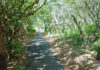 Turtle Trail