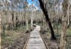 The Woodgate Boardwalk following bushfires and a prescribed burn is gradually reverting to its natural state.