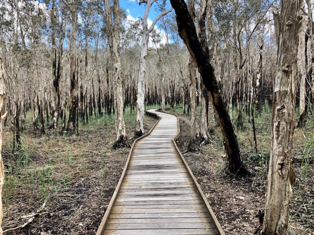 The Woodgate Boardwalk following bushfires and a prescribed burn is gradually reverting to its natural state.