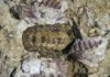 Chiton