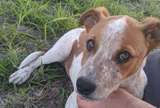 Clancy the cattle dog is a boisterous pup full of character and is ready to adopt from Red Collar Rescue.
