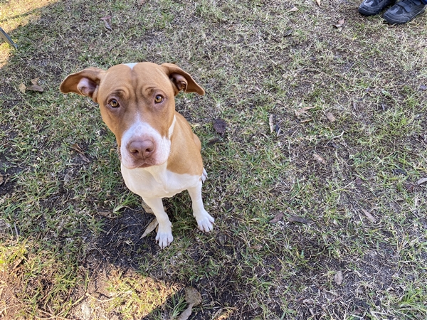 RSPCA Bundaberg