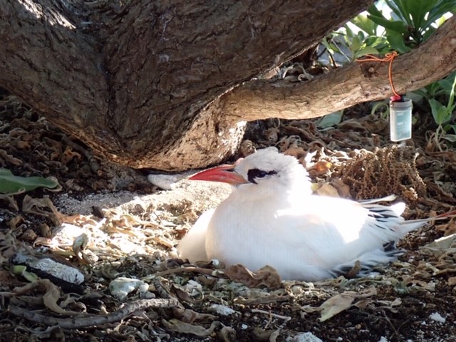 A 23-year-old Red-tailed Tropicbird, believed to the oldest-known breeding individual in the world, nests on Lady Elliot Island