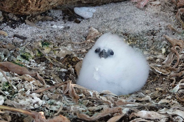 A Red-tailed Tropicbird chick, nicknamed ‘Marshmallow’ found on Lady Elliot Island.