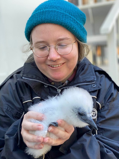 USC Animal Ecology Honours student Zerra Edgerton with a Red-tailed Tropicbird chick, nicknamed ‘Marshmallow’ on Lady Elliot Island.