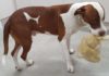 Rambo Red Collar Rescue