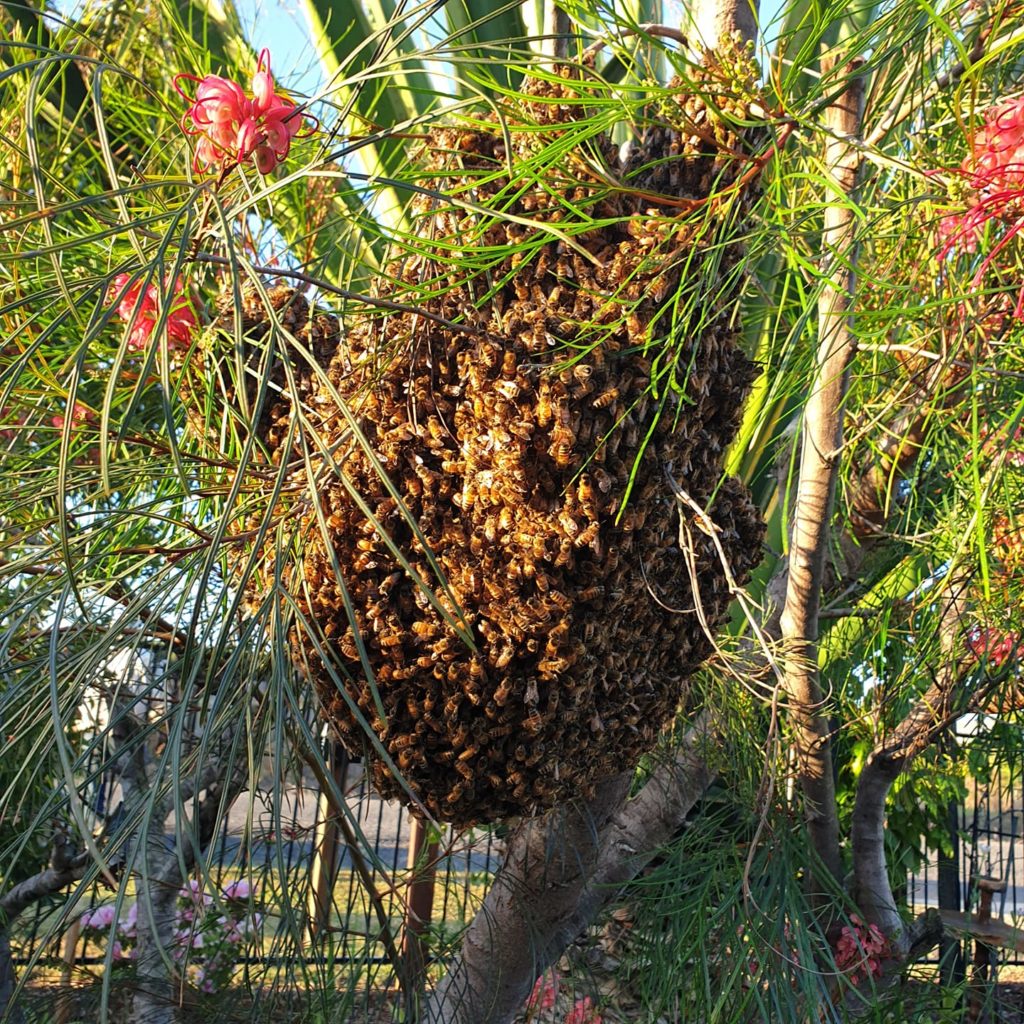 Bundaberg bee Keepers