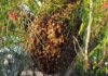 Bundaberg bee Keepers