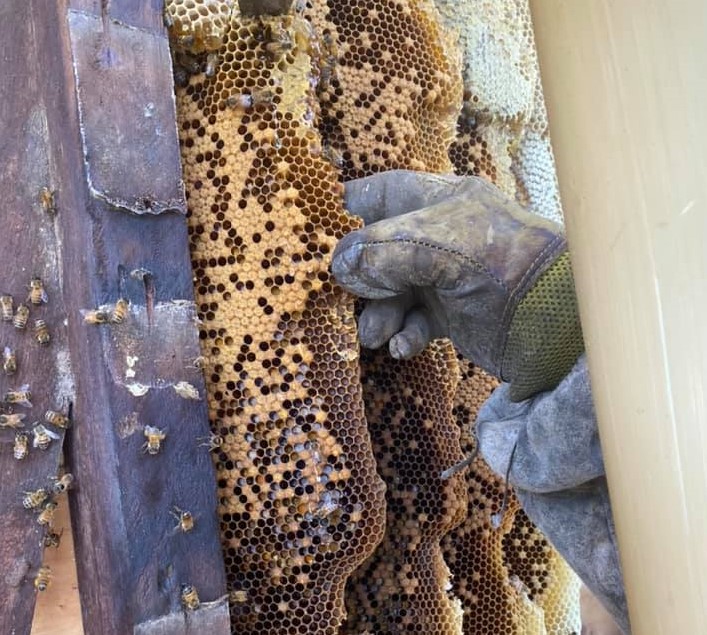 A bee swarm in Bundaberg 