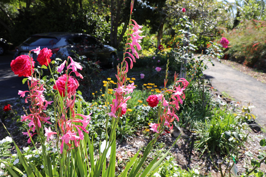 Tom Quinn Centre gardens