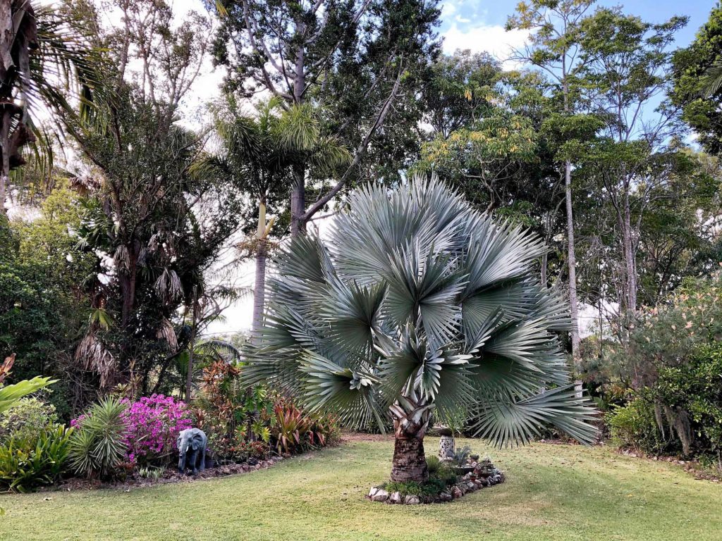 A magnificent Bismarck Palm (Bismarckia nobilis) creates an eye-catching centrepiece in Doreen Cole’s expansive garden.