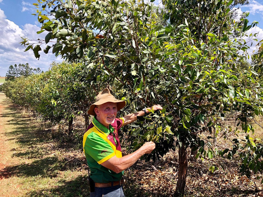 It is important to have a supply of gum leaf tips available for the koalas and Snakes Downunder has its own onsite plantation.