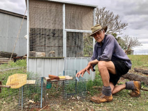 Experienced Indian Myna trapper Eric Lester with his traps. He has a couple of domestic birds he uses as ‘caller birds’ to lure the pest birds to the traps.