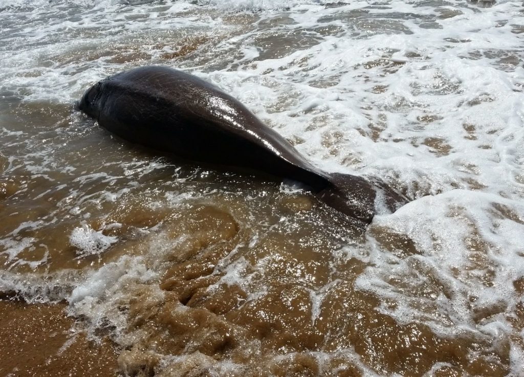 Dead dugong