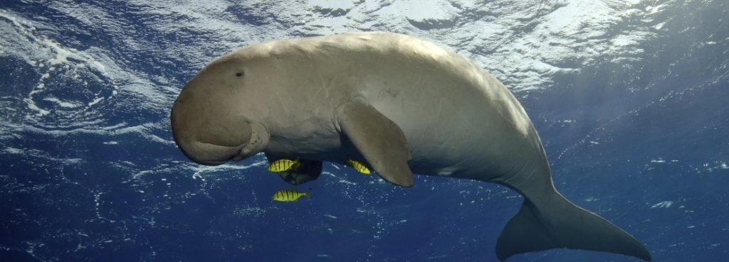 dugong