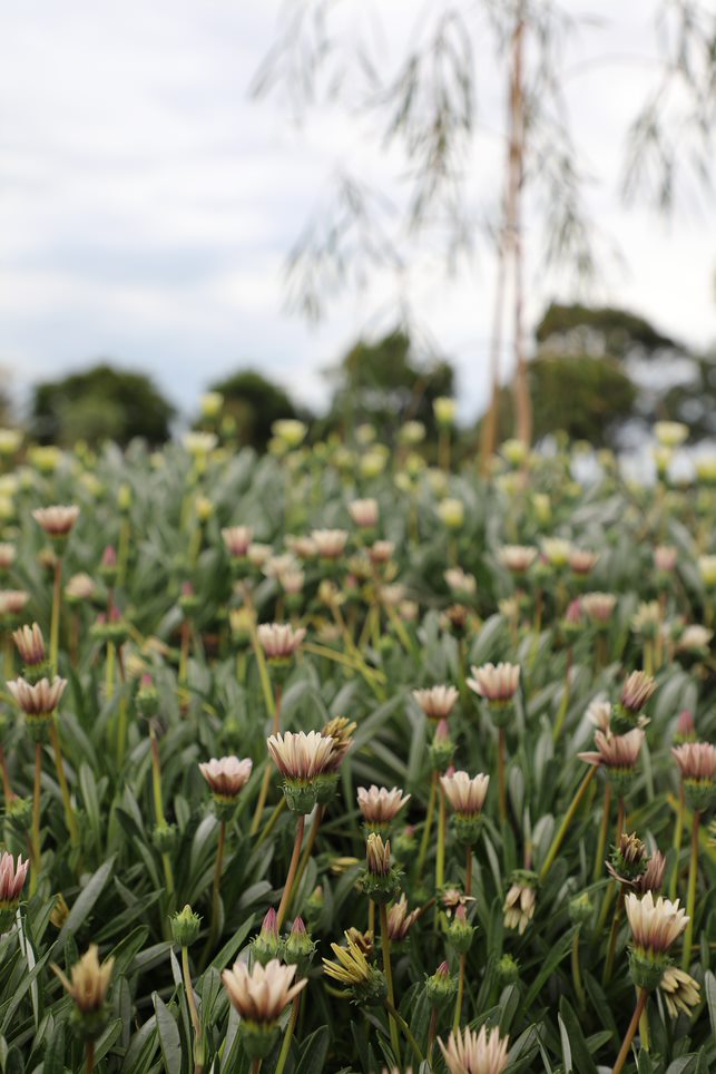 Moore Park Beach Community Gardens.