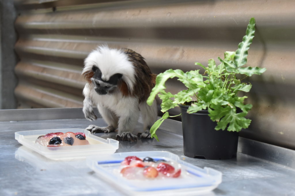 Turbo the cotton-top tamarin