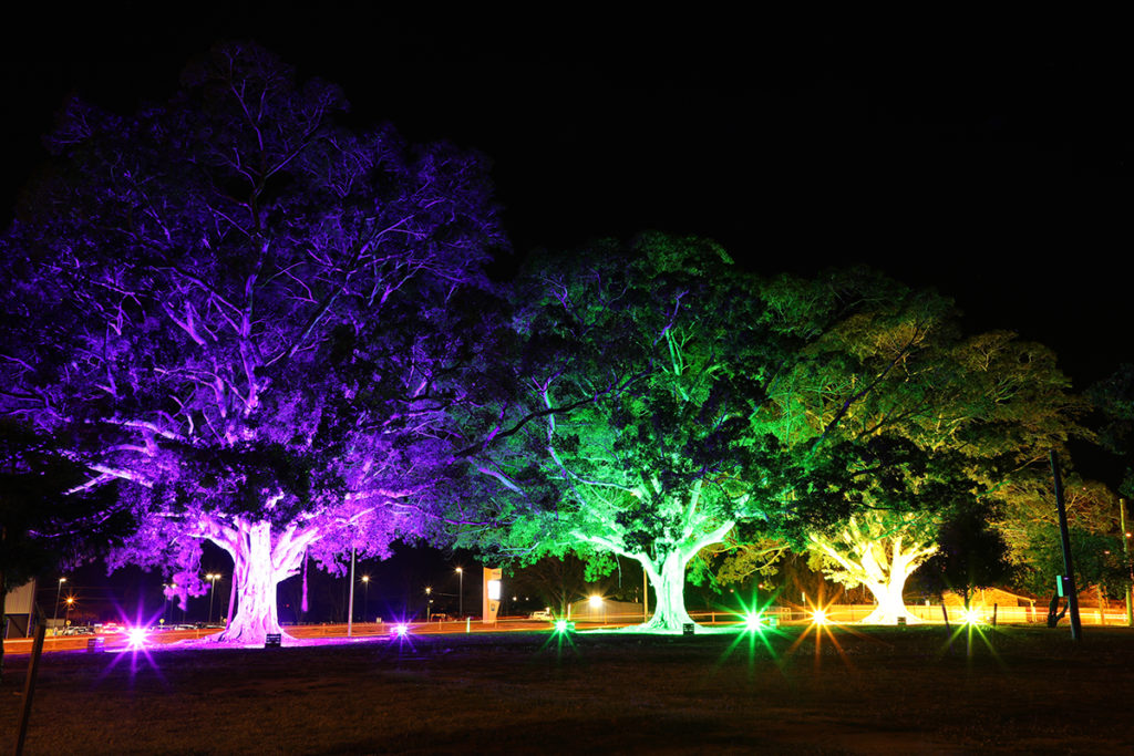 fig tree lighting