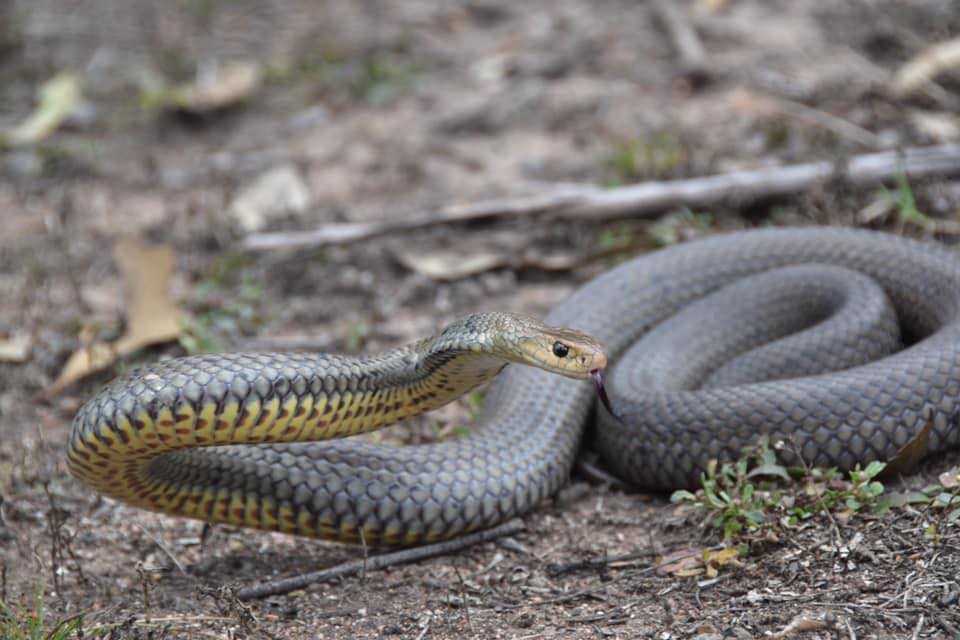 Eastern Brown Snake