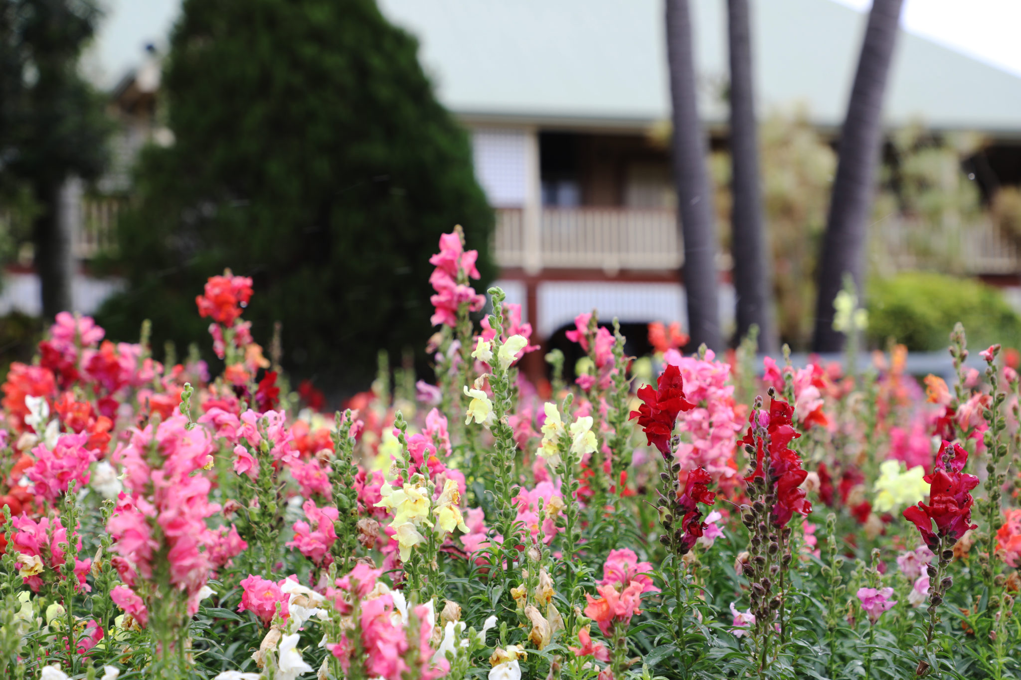 Fairymead House Gardens