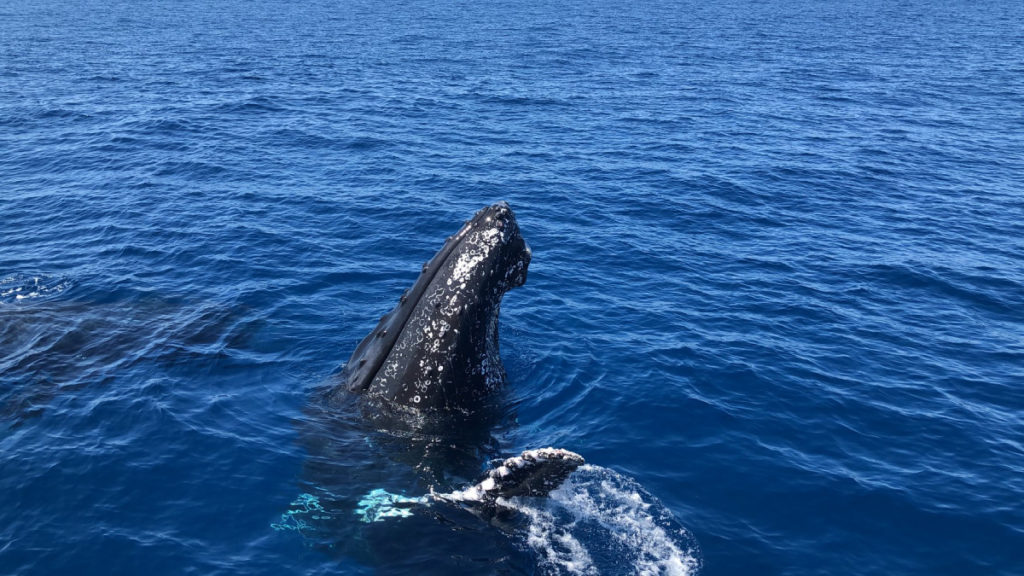 whale watching season ended