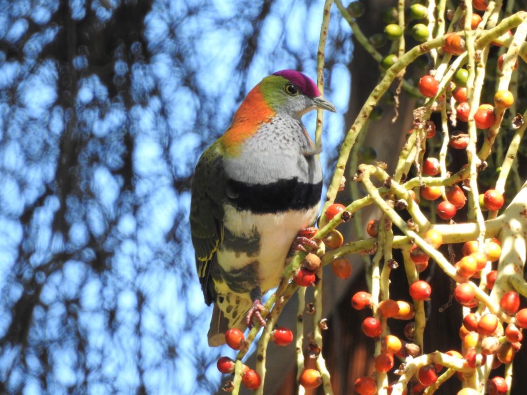 bird watching