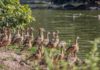 Aussie Backyard Bird Count
