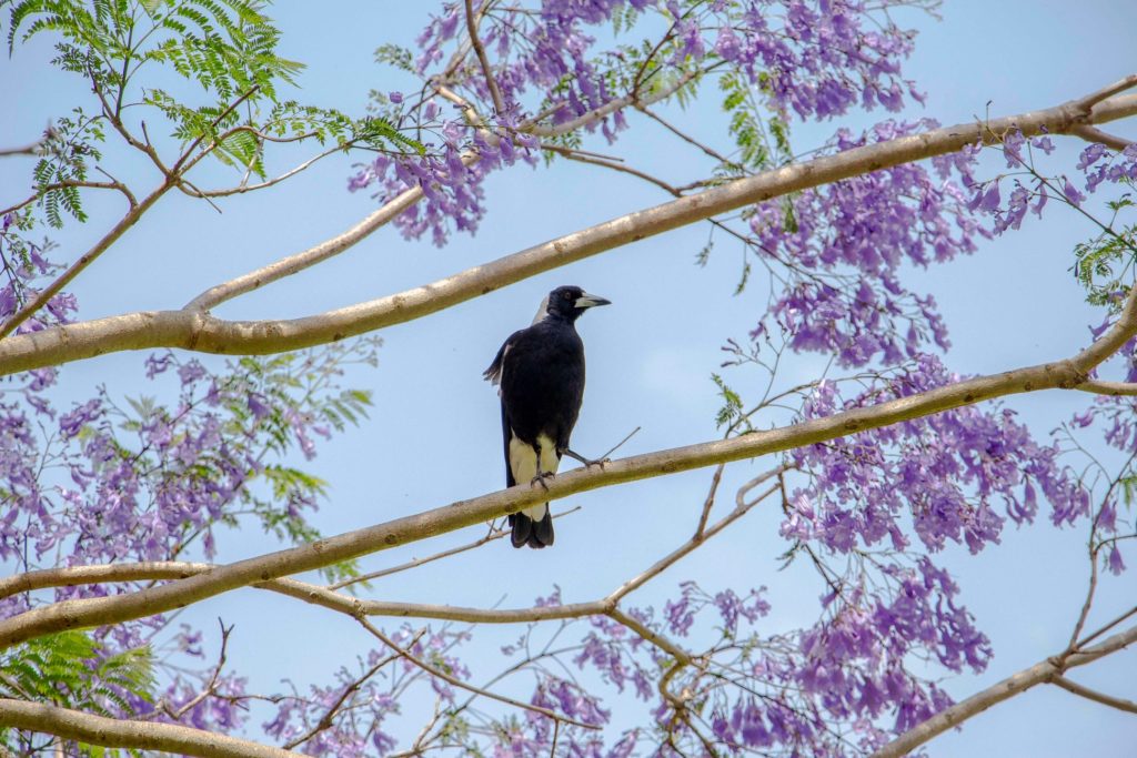 Aussie Backyard Bird Count