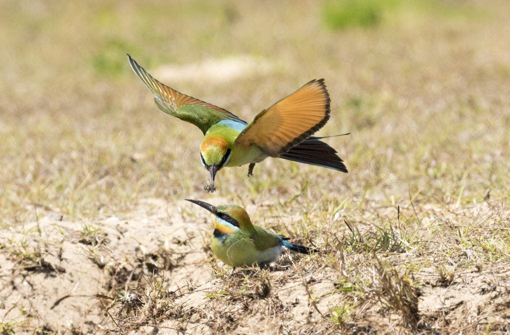 Rainbow Bee-eater