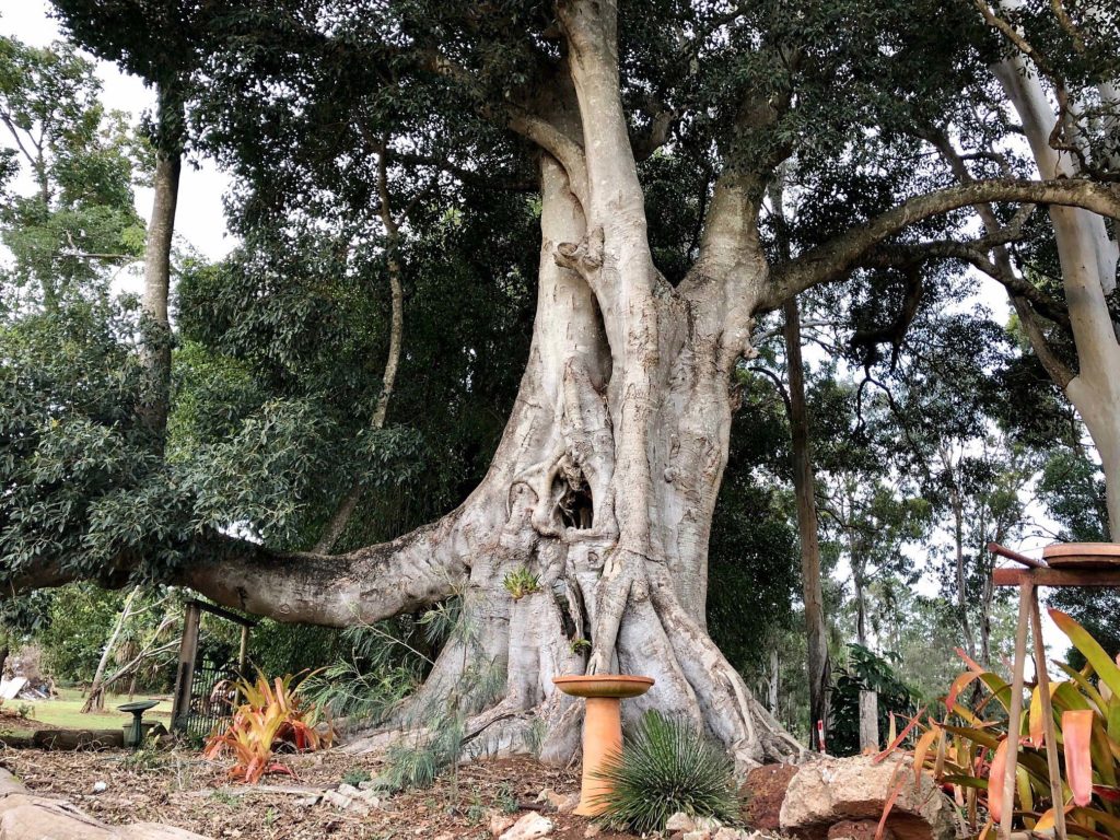 Moreton Bay Fig trees invariably add a presence to any location and there are several large mature fig trees at the White property.