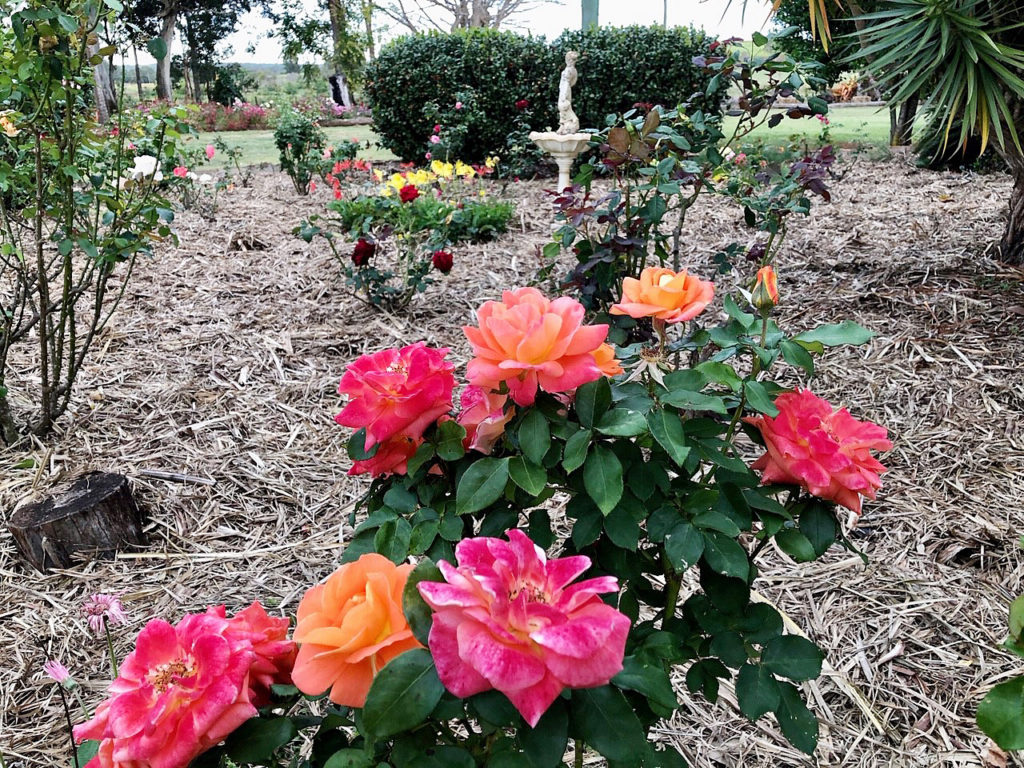 Plenty of colour created with mass plantings of annuals.